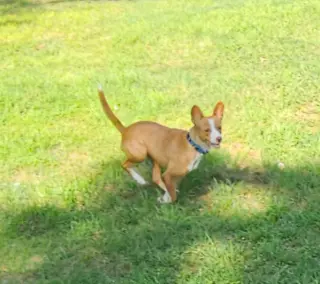 Trixie in TX