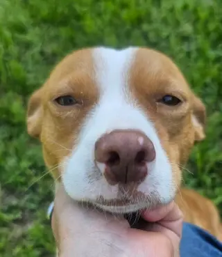 Trixie in TX