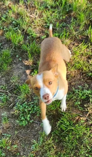 Trixie in TX