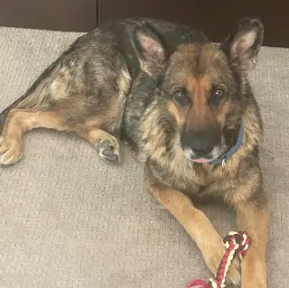 Lexi