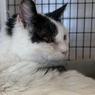 Andypants [Permanent Foster]