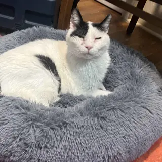 Andypants [Permanent Foster]