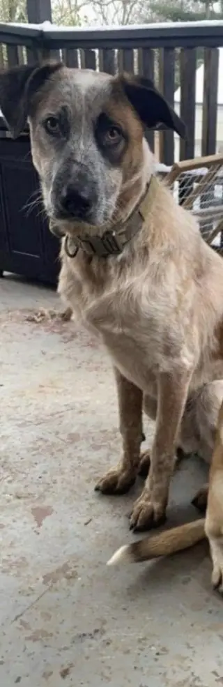 Milo Man