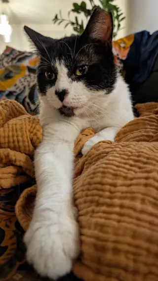 Lalo