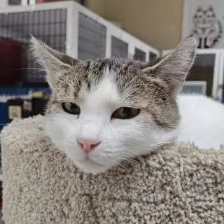 Genevieve