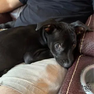 Niko