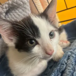 Binky
