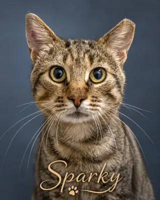 Sparky (FCID# 06/08/2026 - 77 Trainer)