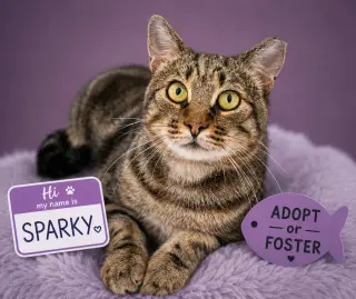 Sparky (FCID# 06/08/2026 - 77 Trainer)