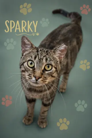 Sparky (FCID# 06/08/2026 - 77 Trainer)