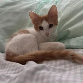 Simba
