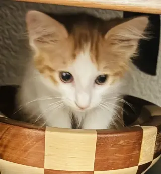 Simba