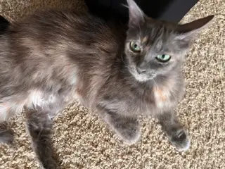 Pixie