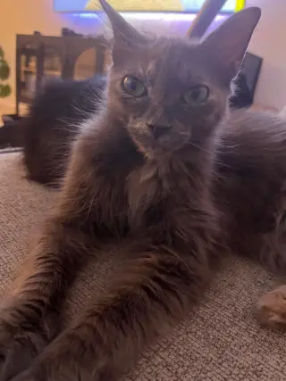 Pixie