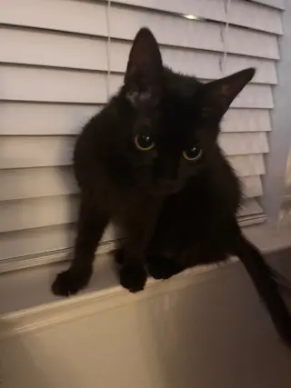 Penny
