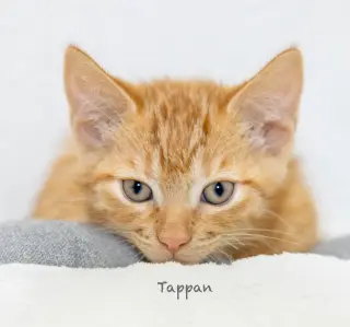 Tappan