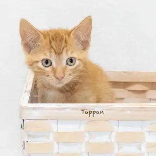 Tappan