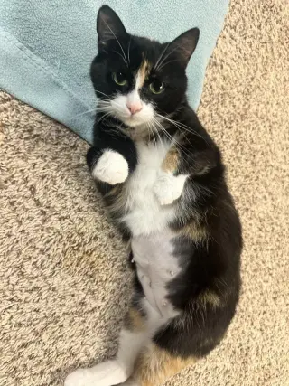 Princess Buttercup