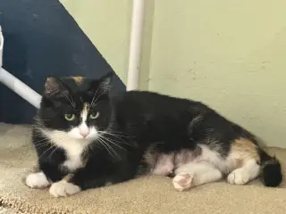 Princess Buttercup