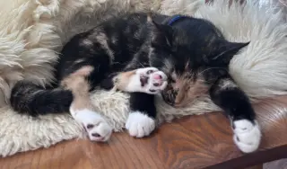 Rory