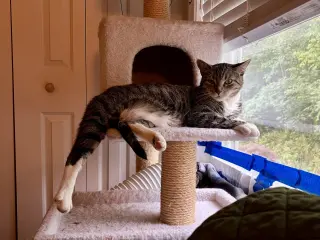 Squeaky