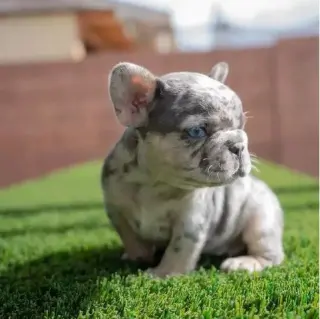 French bulldog and Pomeranian