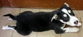 Orca