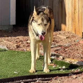 Ranger
