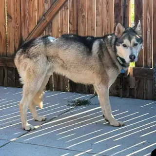 Ranger