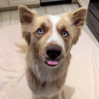 Scout