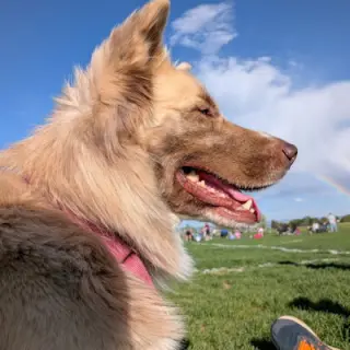 Scout