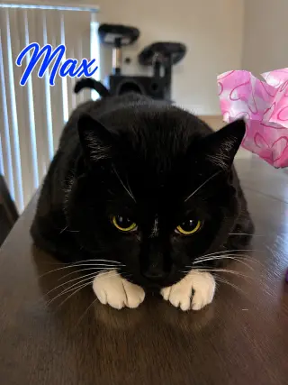 ZZ   Max