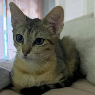 Lulu #sister-of-Nikki