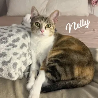 Nelly #pretty-inside-&-out