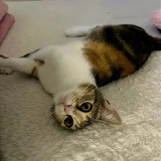 Nelly #pretty-inside-&-out