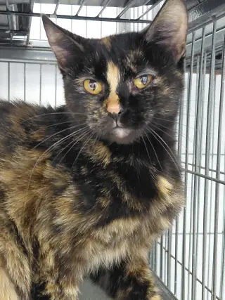 Roxie