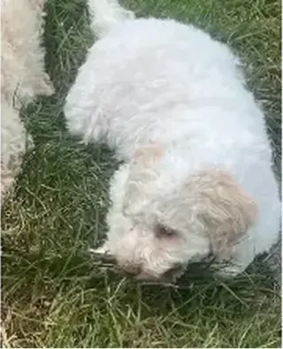 Lagotto Romagnolo puppies