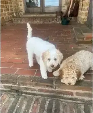 Lagotto Romagnolo puppies