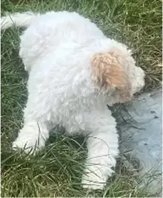 Lagotto Romagnolo puppies