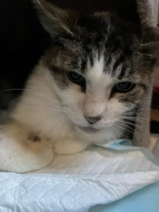 Tigger [CP]