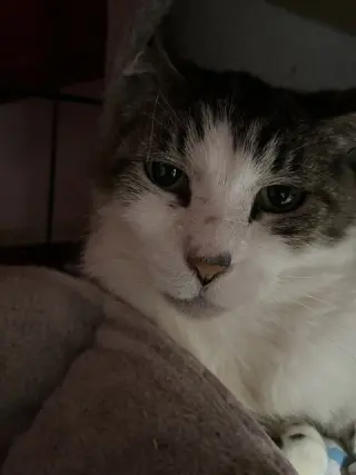 Tigger [CP]
