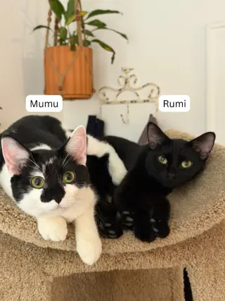 Rumi / Mumu