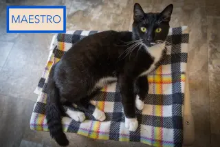 Maestro (FCID# 06/22/206 - 41 Trainer)