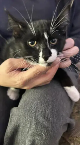 Bowie Napa