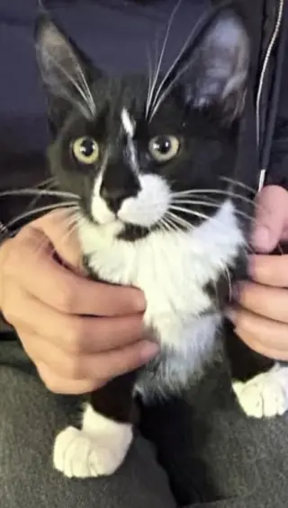 Bowie Napa