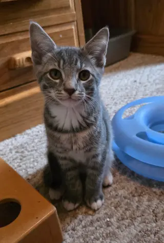 Burrito