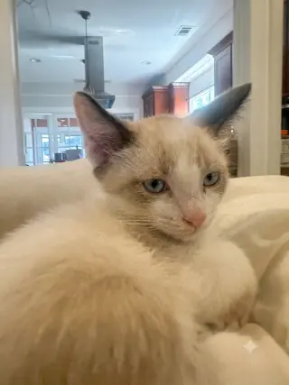 Caramel