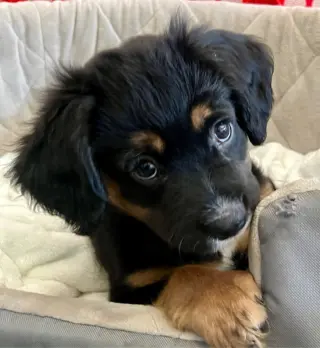 CANNOLI