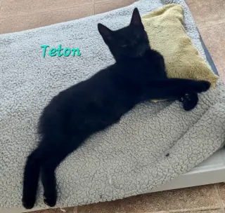 Teton