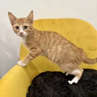 Mimosa